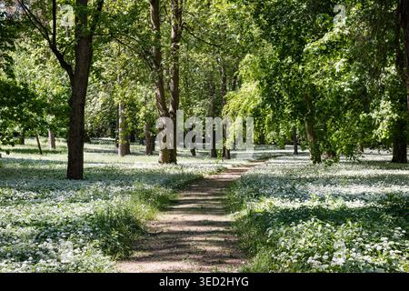 Scenic forest path winding through a blooming field of wild garlic (Allium ursinum) in the manor park of Dolna Krupa, Slovakia, during spring Stock Photo