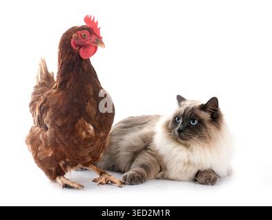 siberian cat and chicken in front of white background Stock Photo