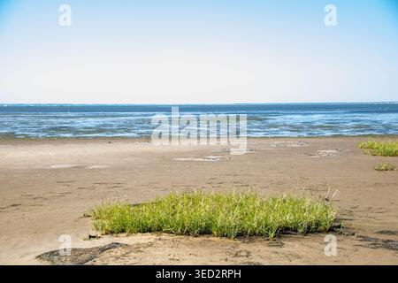 GUJAN-MESTRAS, FRANCE, AUGUST 4, 2025: A tuft of green marsh grass stands isolated on the damp sand of Plage de la Hume during low tide. This photogra Stock Photo
