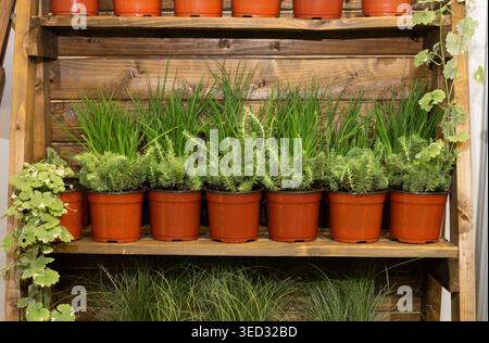 Plants fill terracotta pots with vibrant foliage. Fresh herbs grow in neat rows for cooking or gardening. Natural lighting enhances the earthy tones Stock Photo