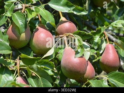 Ripe Pears: Planting, Growing, and Harvesting Pears. Growing pears in home garden. Stock Photo