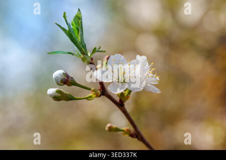 Close up of a delicate white cherry blossom with buds and fresh green leaves in spring Stock Photo