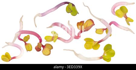 Radish microgreens isolated on white background with clipping path Stock Photo