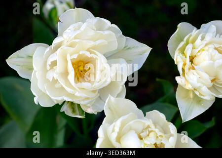 Closeup close up overhead view of Mount Tacoma tulips white tulip flowerhead flowering in bloom in spring garden Carmarthenshire Wales UK KATHY DEWITT Stock Photo