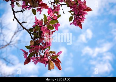 A cluster of vibrant pink crabapple tree blossoms against a bright blue sky with wispy white clouds during a sunny spring day. Stock Photo