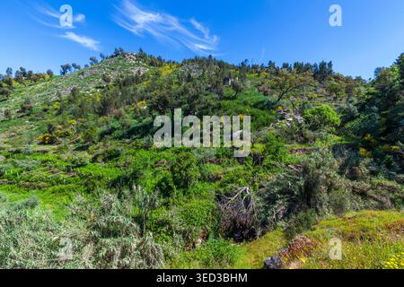 A vibrant green hillside covered in lush vegetation, scattered trees, and yellow wildflowers rises under a bright blue sky with wispy white clouds, fe Stock Photo
