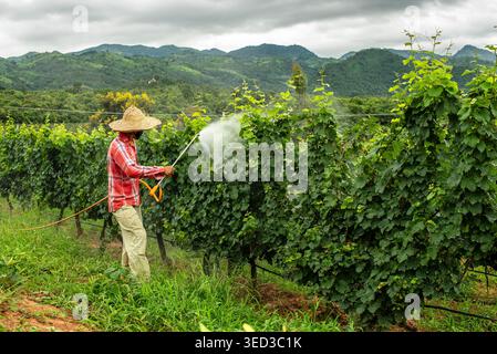 A farmer in a straw hat and plaid shirt sprays protective treatments on grapevine rows at Red Mountain Estate. In the background, the lush green hills Stock Photo