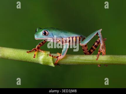 GREEEN FROG ON PLANT STEM Stock Photo