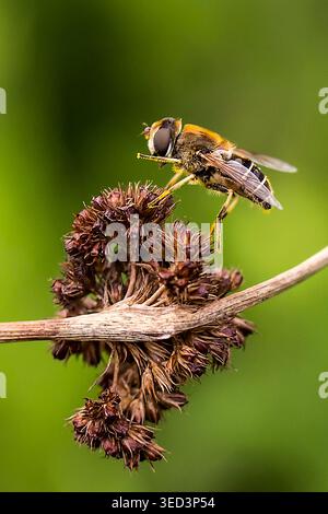 Bee-mimicking hoverfly perched on a dried wildflower stem, captured in crisp macro detail against a soft green background. Stock Photo