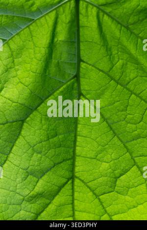 Close-up photo of a vibrant green tree leaf showing the intricate network of veins and cell structure. Natural backlighting highlights the organic pat Stock Photo