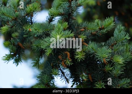 High-resolution photo of vibrant blue-green spruce tree needles. Focus on fresh growth and small brown male cones. Soft natural bokeh creates copy spa Stock Photo