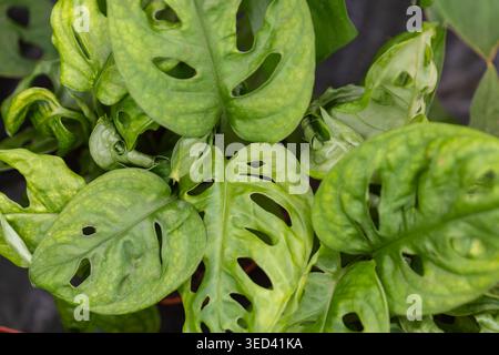 Monstera adansonii houseplant leaves show characteristic holes and bright green color Stock Photo