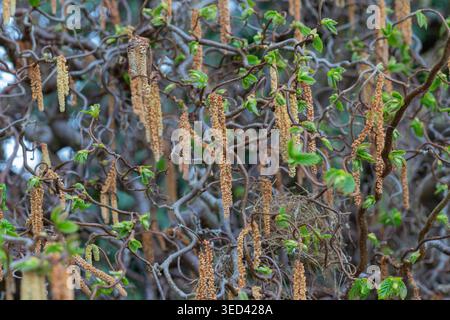 Corkscrew hazel tree branches showing catkins and young green leaves in spring Stock Photo