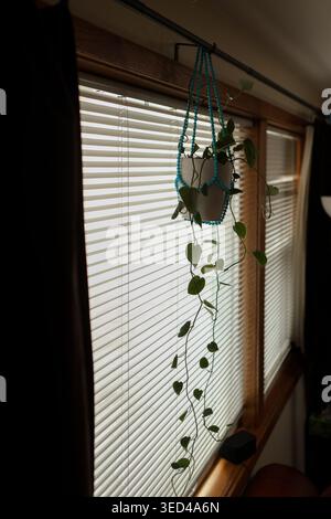 A pothos plant is hanging from a holder attached to a rod near a window. Sunlight shines through the blinds, creating shadows on the wall. The leaves Stock Photo