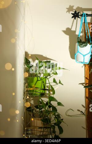 Pothos plant is placed on a metal shelf next to a wall in a bright room. The plant has green leaves and is surrounded by string lights and a hanging p Stock Photo