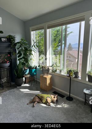 French bulldog wearing a bumble bee shirt, asleep in a spot of sun on the floor of a living room in a modern home. Stock Photo