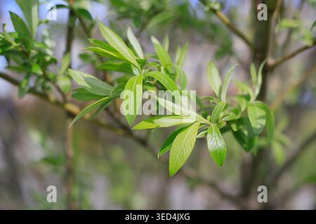 Fresh green leaves on a willow branch in early spring. Sunlit young foliage on a blurred natural background. Concept of nature awakening, seasonal gro Stock Photo