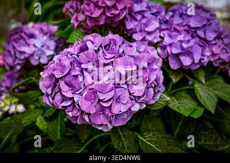 A high-quality close-up of lush, deep purple hydrangea blooms (mophead variety) with dark green foliage. Stock Photo