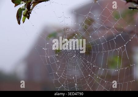 Spider web, spider silk, drops, colorful, beautiful, dew drops lie on the threads of spider webs Stock Photo