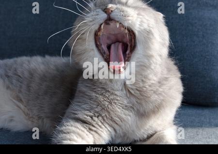 yawning gray tabby scottish fold eared cat Stock Photo