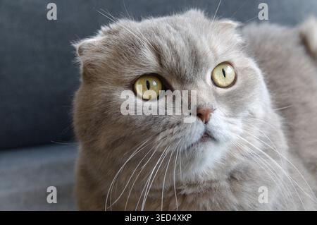 A gray tabby scottish fold eared cat sitting on gray sofa  Stock Photo
