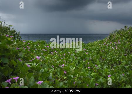 Beach morning glory flowers on a tropical coast with storm clouds gathering over the sea Stock Photo
