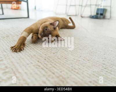 A recovering champagne-colored Burmese cat lies sideways on a white living room rug with an extended shaved front paw after a veterinary procedure. Stock Photo