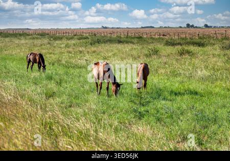 Three brown horses are seen grazing on grass in a large open field under a blue sky with white clouds during the daytime. Stock Photo