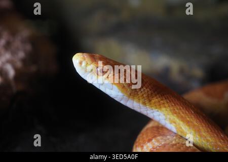 Snake with orange and white skin rests on a rock surface Stock Photo