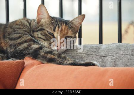 Cat rests on sofa in sunlit room during the day Stock Photo