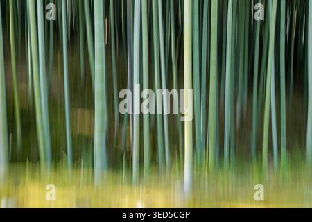 Using intentional camera movement to blur the image, a bamboo grove in Kyoto becomes a quiet, contemplative place to rest. Stock Photo