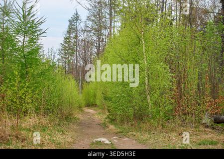 Narrow dirt path runs through young forest with fresh green spring foliage. Natural outdoor landscape with trees, grass and woodland trail. Stock Photo