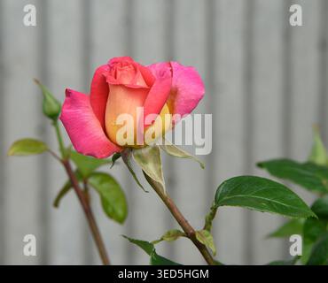 Marcescent scarlet yellow rose on grey striped background. Close up image of the flower Stock Photo