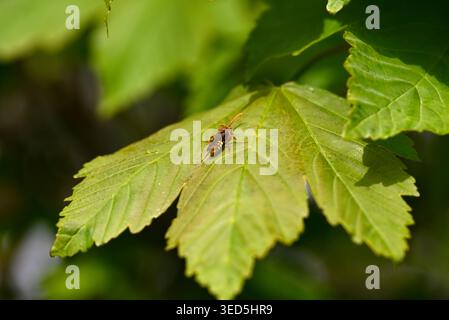 Nomad bee resting on Norway maple leaf. Detail of Nomada bee on Acer platanoides leaf. Stock Photo