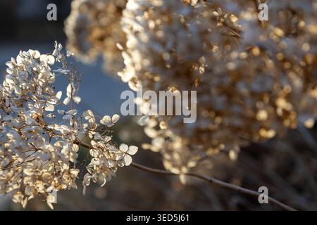 Dried hydrangea flowers display their intricate, papery textures as they are beautifully illuminated by the warm rays of the sun, creating a nostalgic Stock Photo