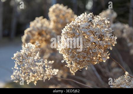 Dried hydrangea flowers display their intricate, papery textures as they are beautifully illuminated by the warm rays of the sun, creating a nostalgic Stock Photo