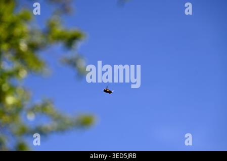 Hoverfly caught in flight. Hoverfly photographed during flight in front of green tree and blue sky. Stock Photo