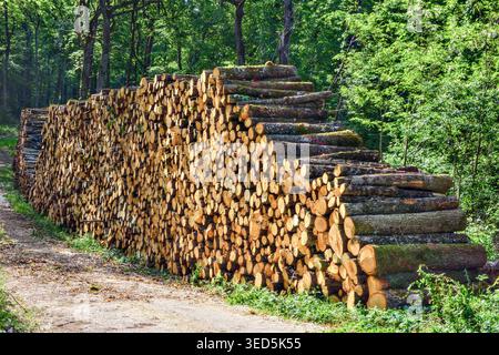 Large stack of cut-to-length tree trunks / industrial logging - central France. Stock Photo