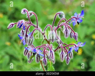 Borage / Starflower (Borago officinalis) flowering in early summer - central France. Stock Photo