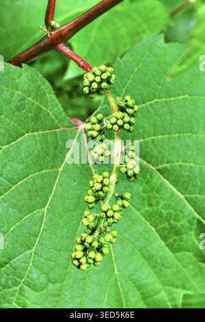 Young grapes forming on grape vine - central France. Stock Photo