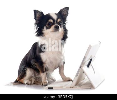 chihuahua and computer in front of white background Stock Photo