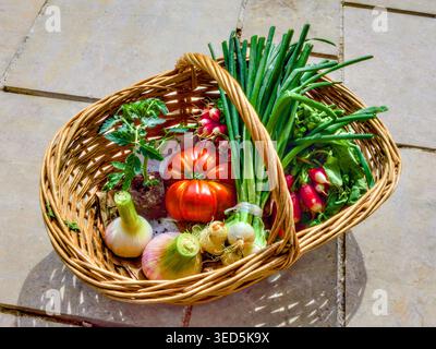Fresh organic vegetables from local market stall - Preuilly-sur-Claise, Indre-et-Loire (37), France. Stock Photo