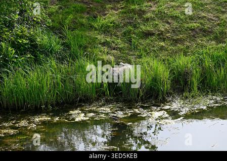 Gray tigered cat in tall grass near stream. Felis catus searching for food near littel stream in tall  green grass. Stock Photo