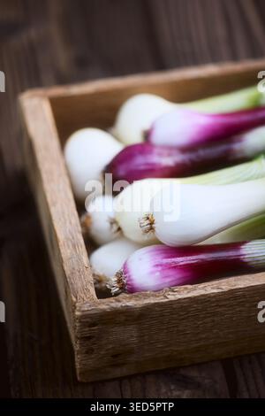 Young green onions in wooden box on dark wooden surface, natural kitchen styling. Fresh scallions close perspective, vibrant bulbs and long green leaves Stock Photo