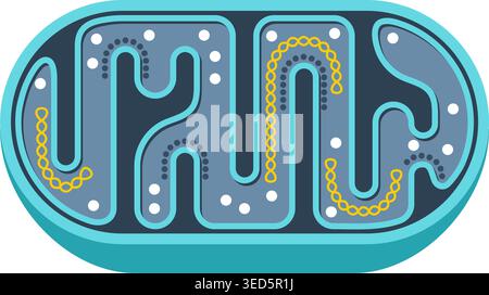 Mitochondria simple icon - slice with structure and components of mitochondrion. Vector illustration Stock Vector