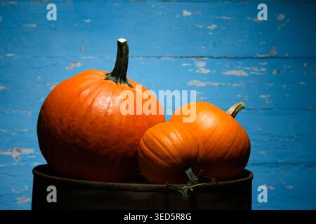 Orange pumpkins on metal barrel against blue wall in moody lighting. Autumn still life with squash and seasonal harvest concept Stock Photo