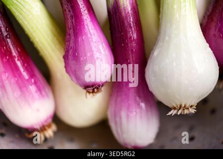 Fresh red onion close up placed on rustic metal colander in natural light. Organic vegetable ingredient for healthy cooking Stock Photo