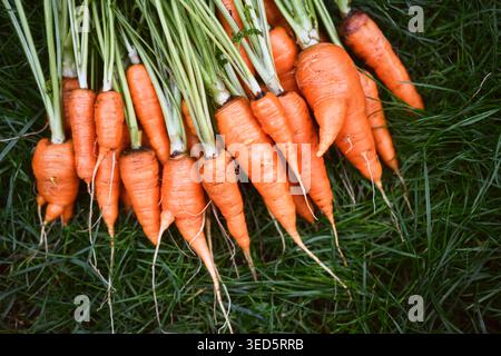Bundle of fresh carrots lying on green grass. Organic garden harvest with natural outdoor background Stock Photo