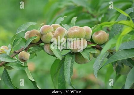 Close-up of Ripening Saturn Donut Peaches (Prunus persica f. compressa) Hanging on a Tree Branch with Green Leaves in an Orchard Stock Photo