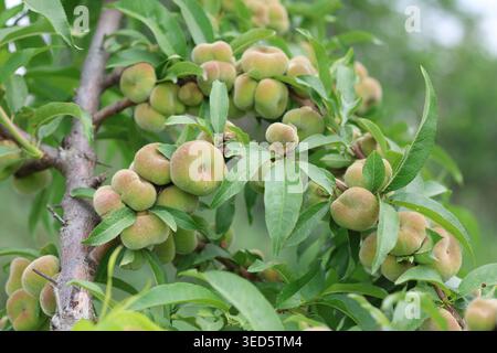 Close-up of Ripening Saturn Donut Peaches (Prunus persica f. compressa) Hanging on a Tree Branch with Green Leaves in an Orchard Stock Photo